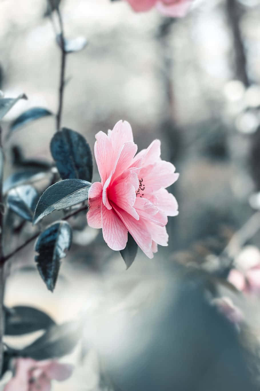 Close-up Flower Beautiful Pink Petals Background