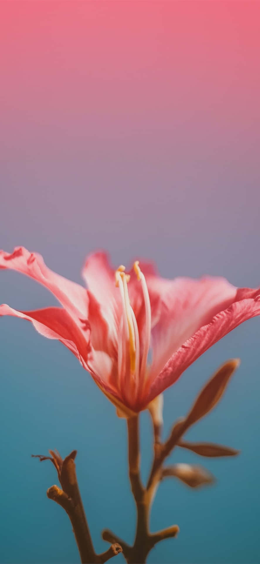 Close-up Flower Large Red Petals Background