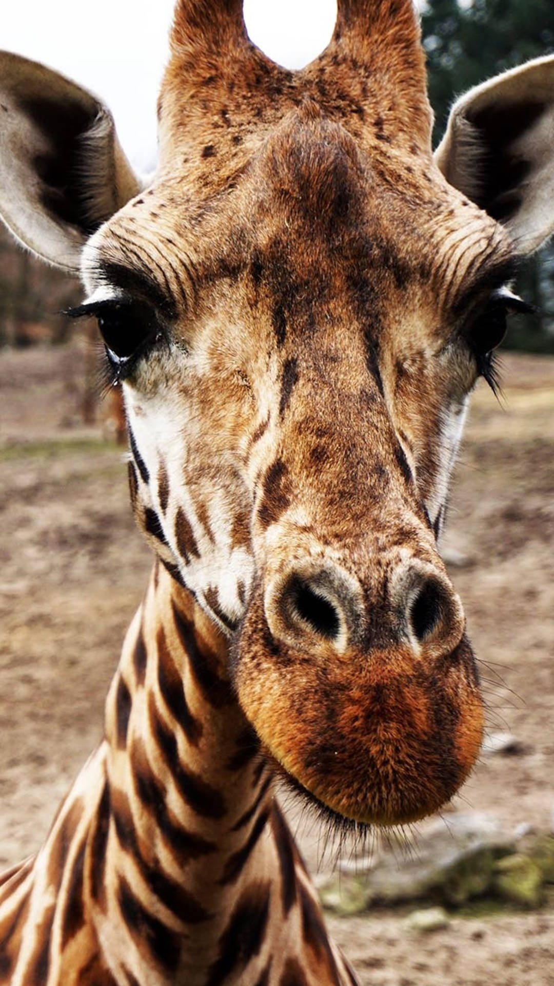 Close Up Giraffe Photo Background