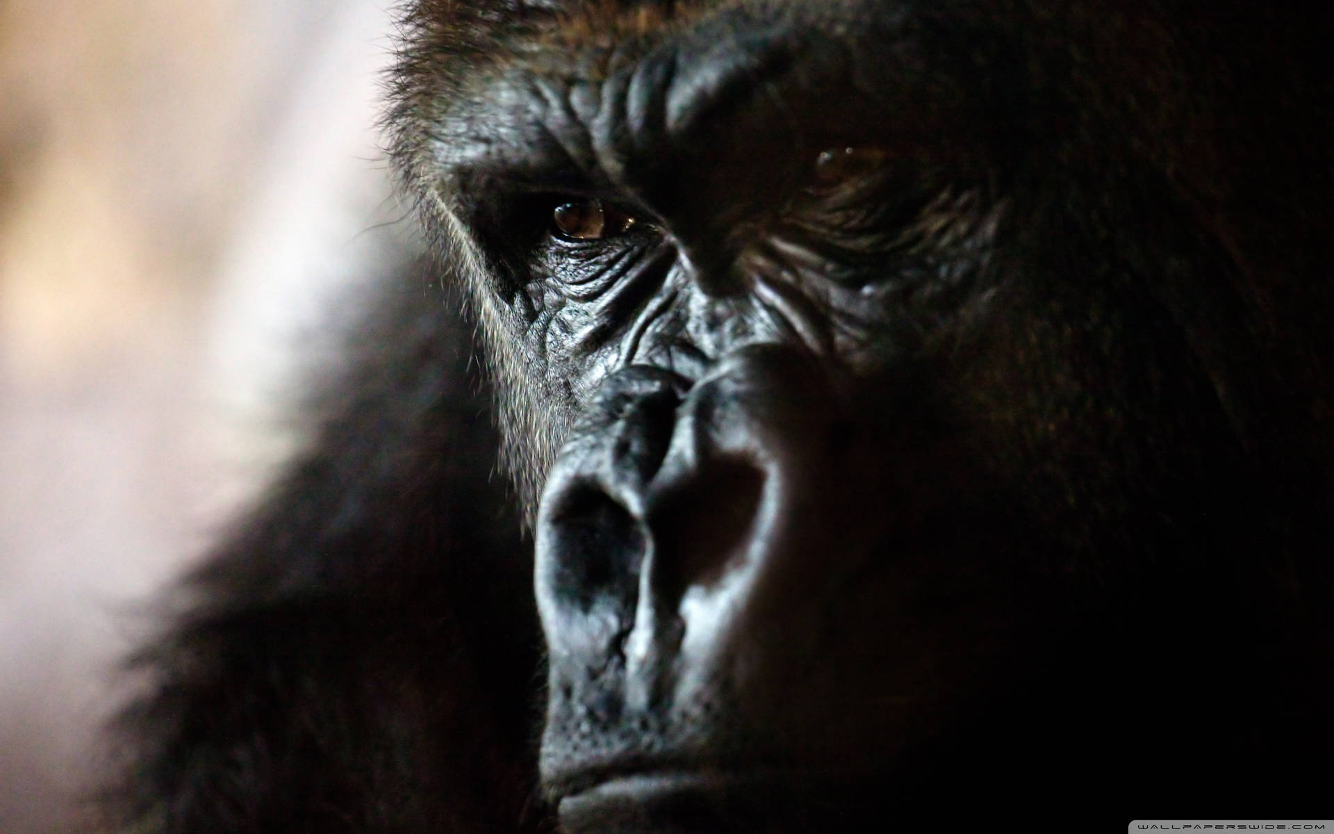 Close-up Gorilla Face Background