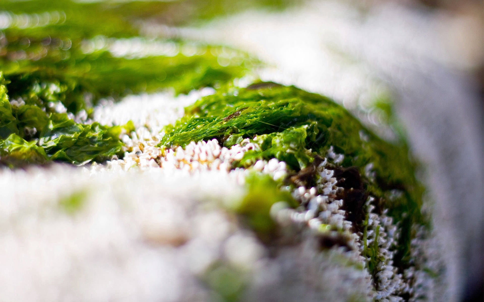 Close-up, Grass, Snow, Green, White Background