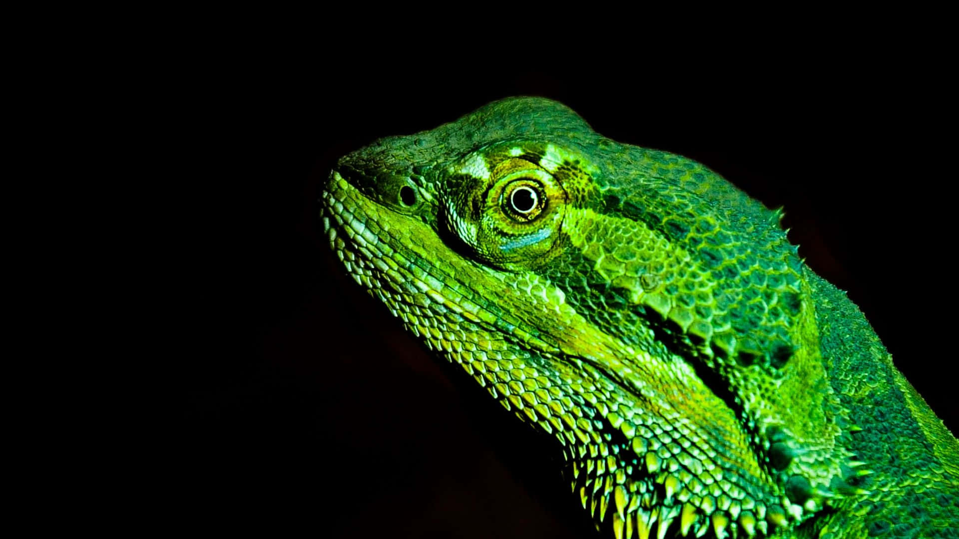 Close Up Green Bearded Dragon Background