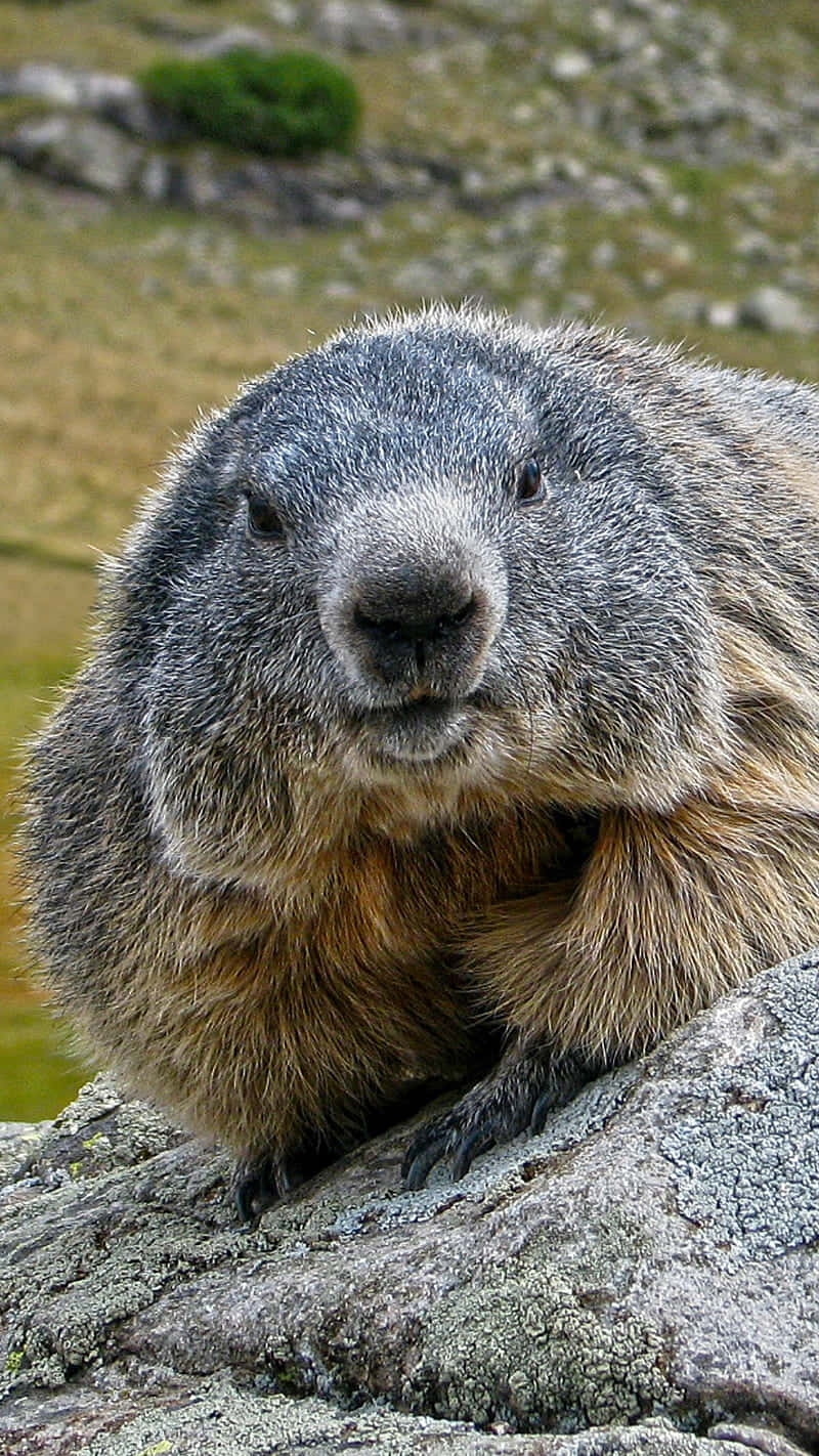 Close Up Groundhog On Rock.jpg Background