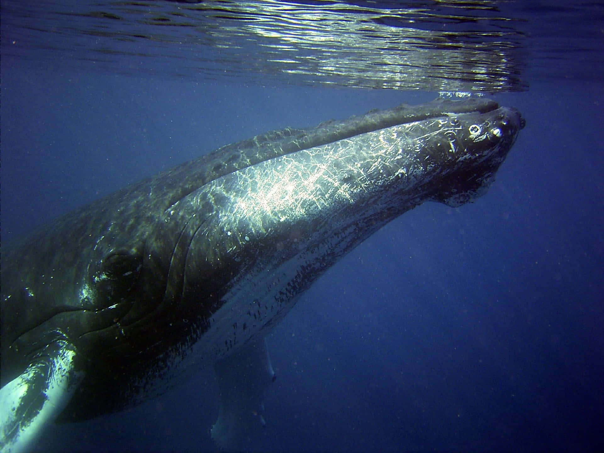 Close-up Huge Whale Underwater Background