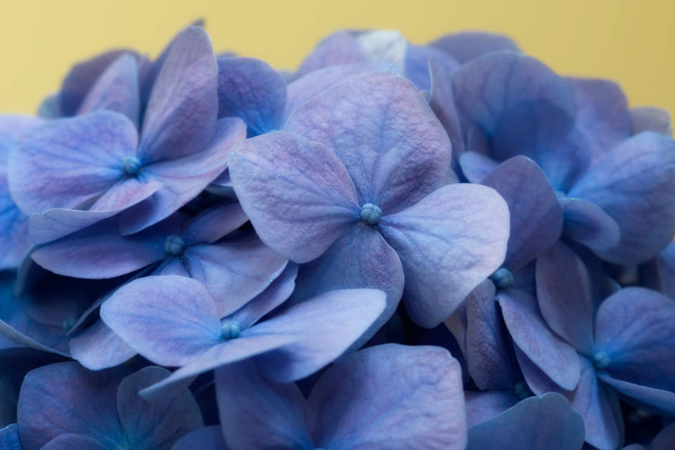 Close-up Hydrangea Blue Color Hd Background