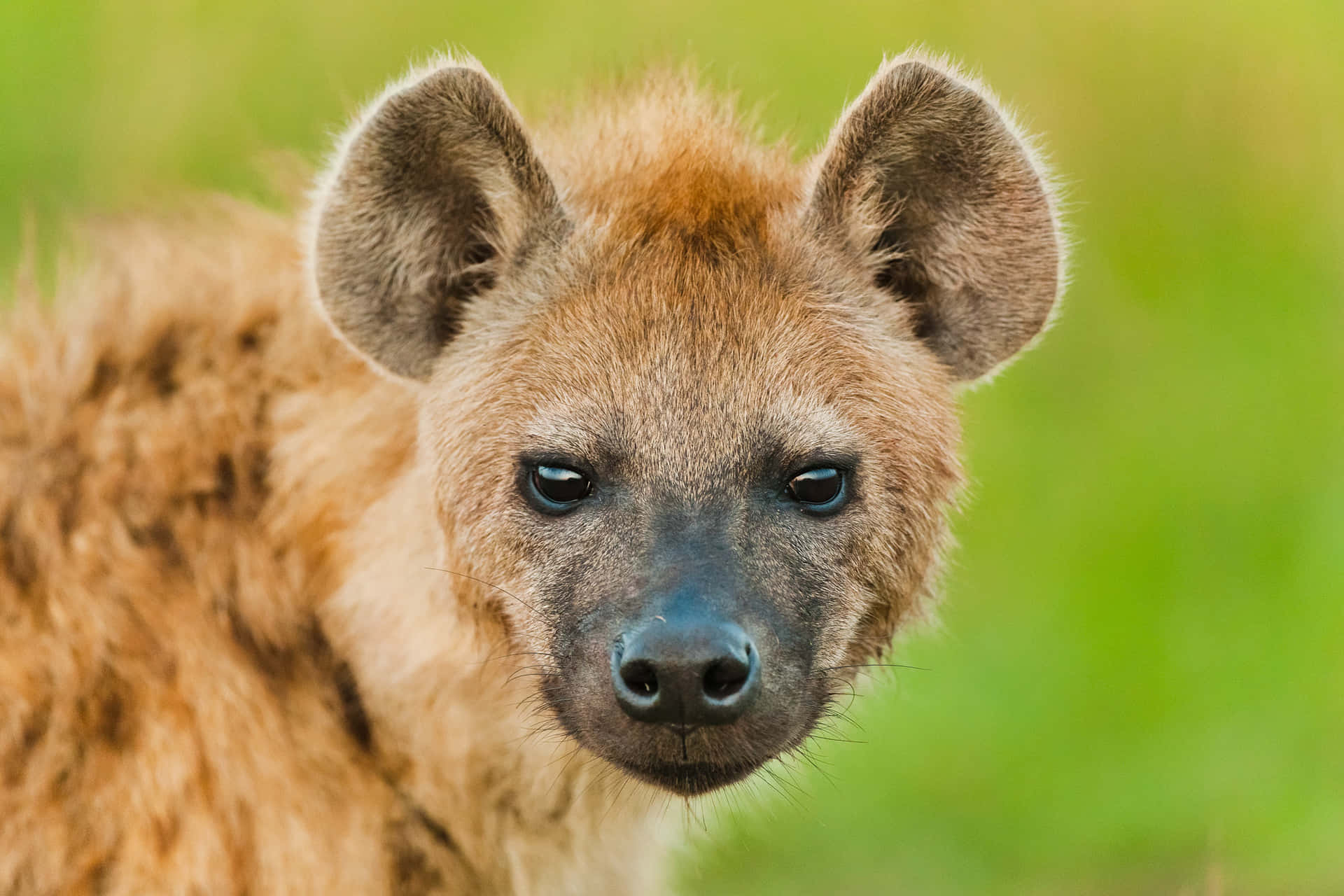 Close Up Hyena Portrait