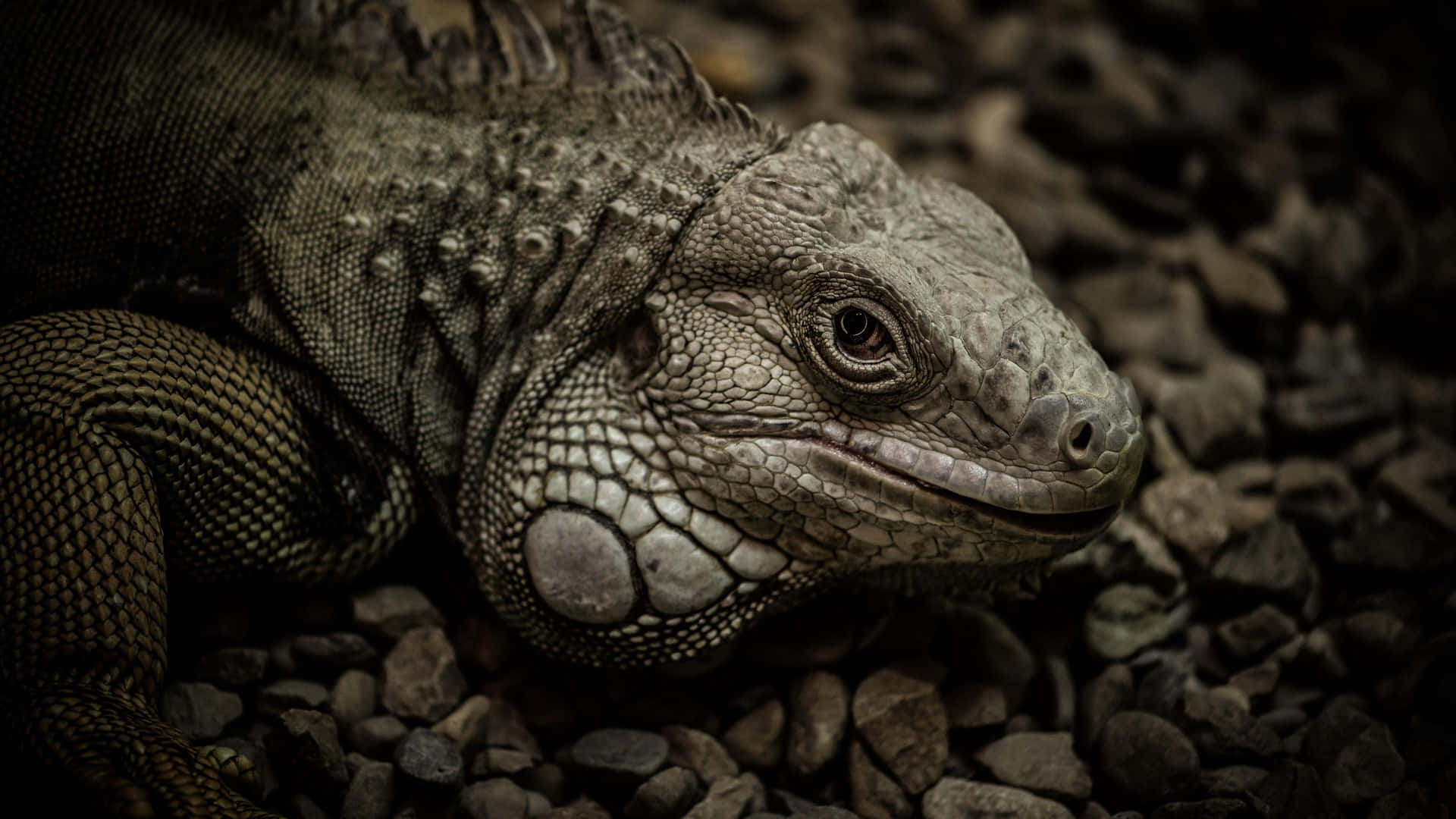 Close Up Iguana Restingon Rocks Background