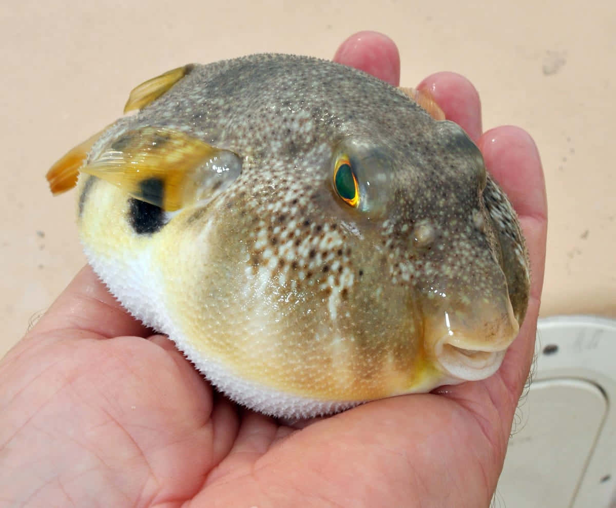 Close-up Image Of A Pufferfish In The Deep Ocean Background