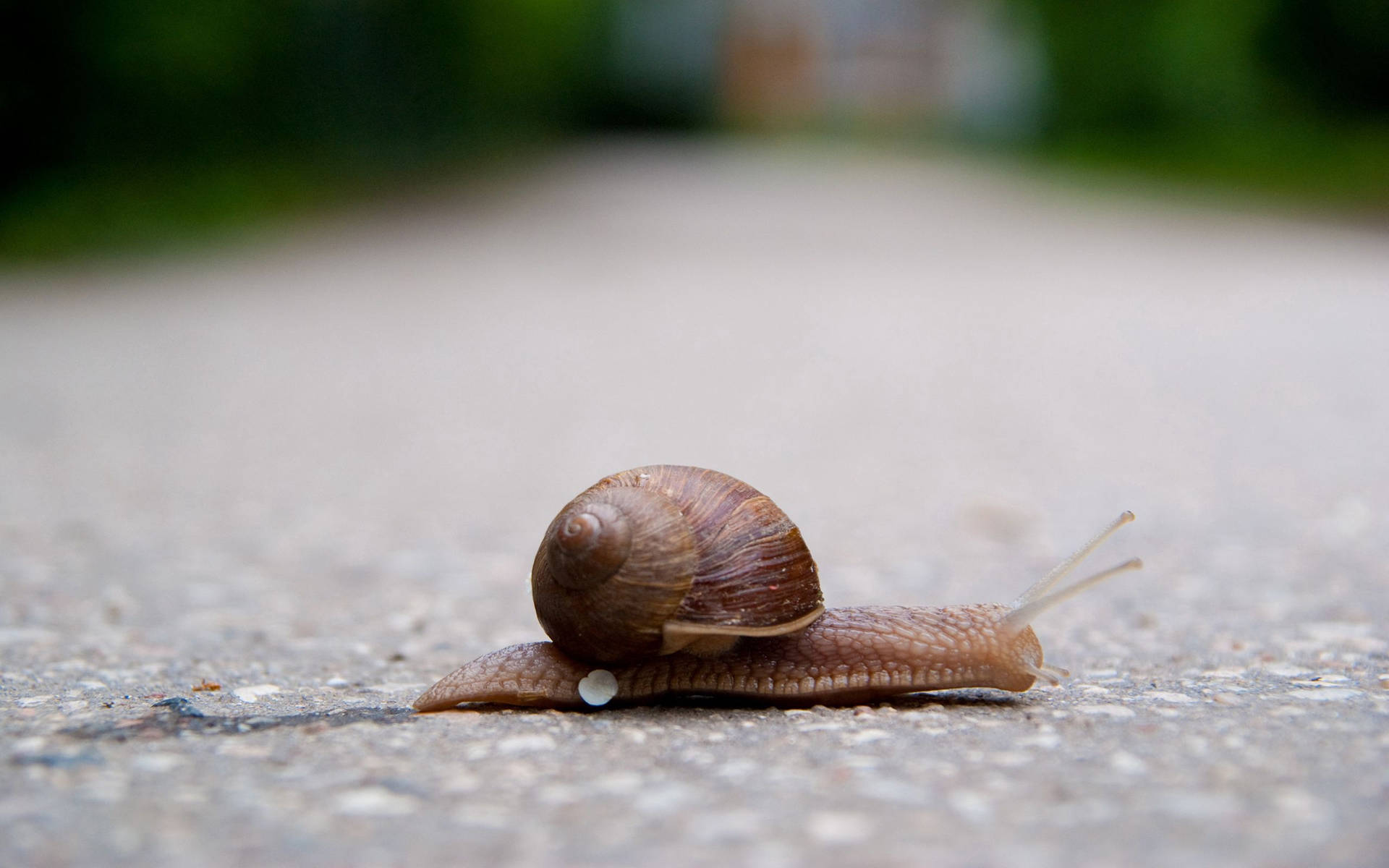 Close-up Image Of A Vibrant Green Snail Background