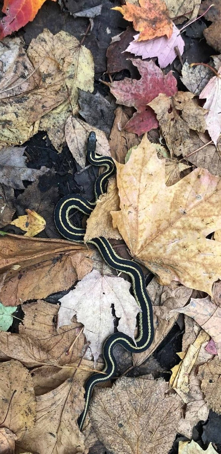 Close-up Image Of An Eastern Ribbon Garter Snake Background