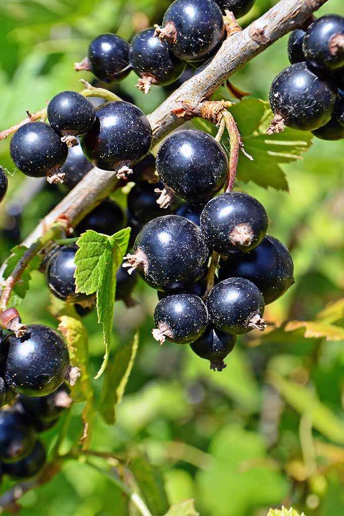 Close-up Image Of Blackcurrant Background