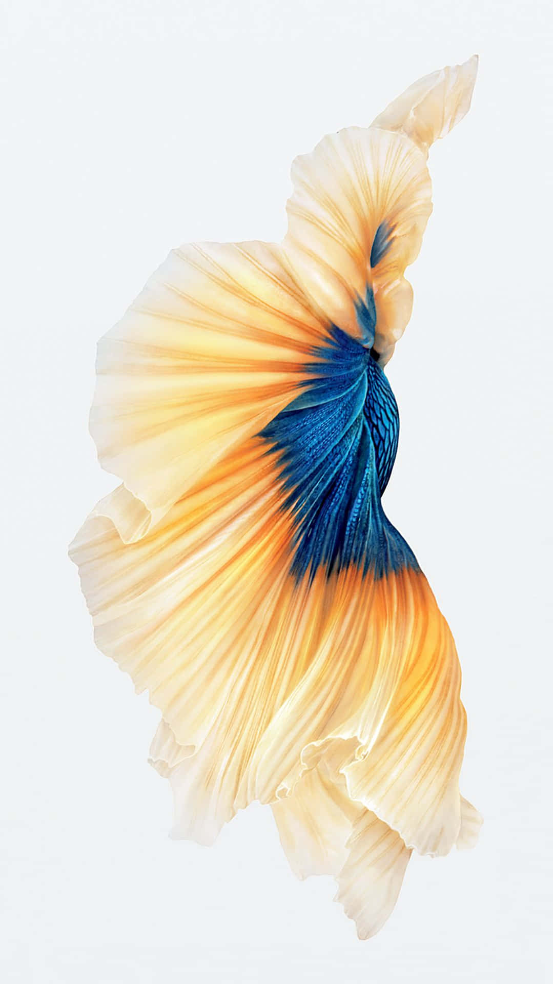 Close-up Image Of Delta Tail Fish On Iphone 6s Default Screen Background