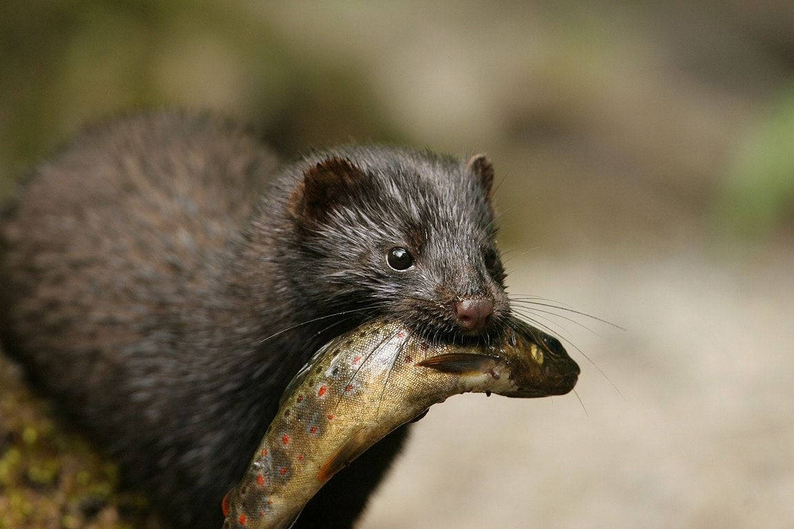 Close Up Image Of Mink With Fish Background