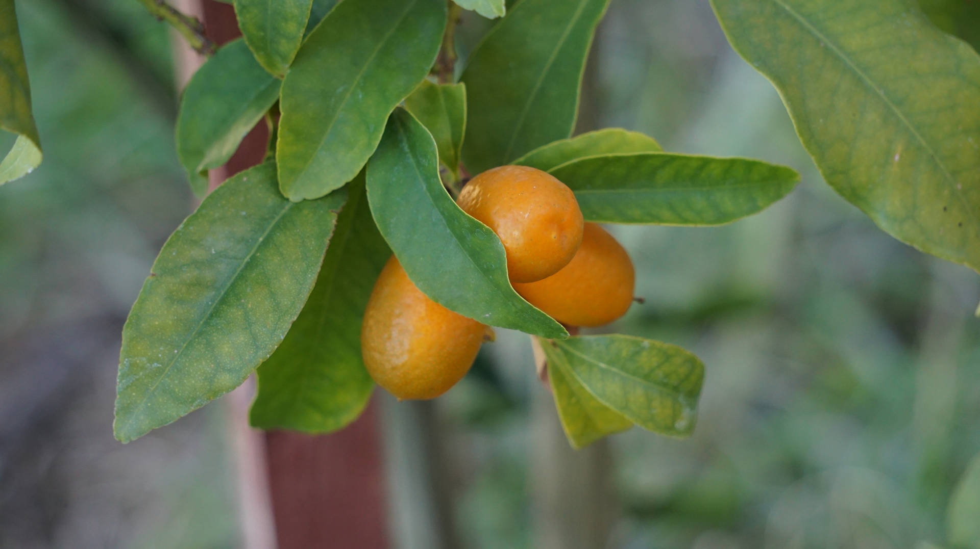 Close Up Kumquat Fruits Plant