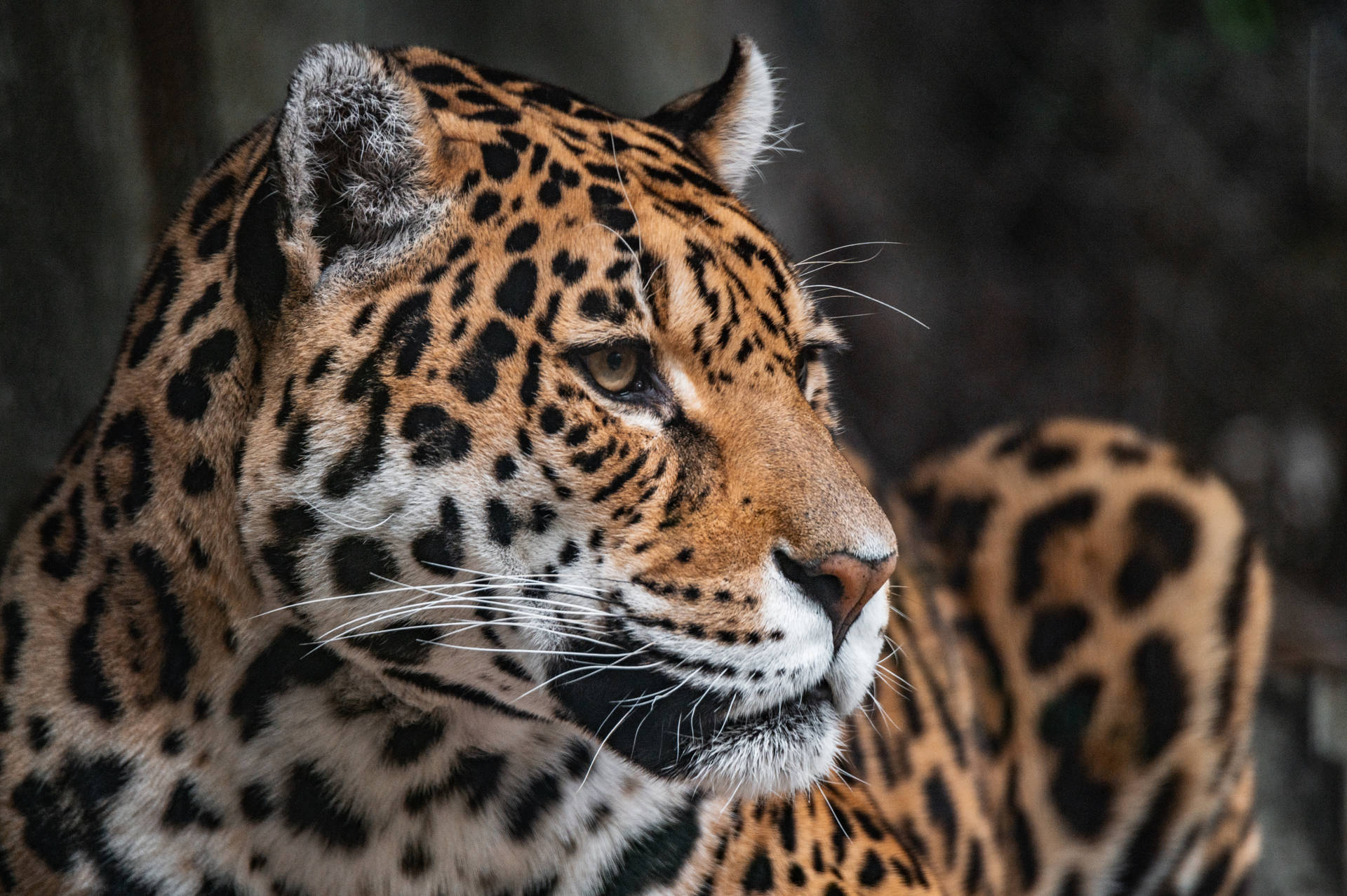Close Up Leopard Profile Background
