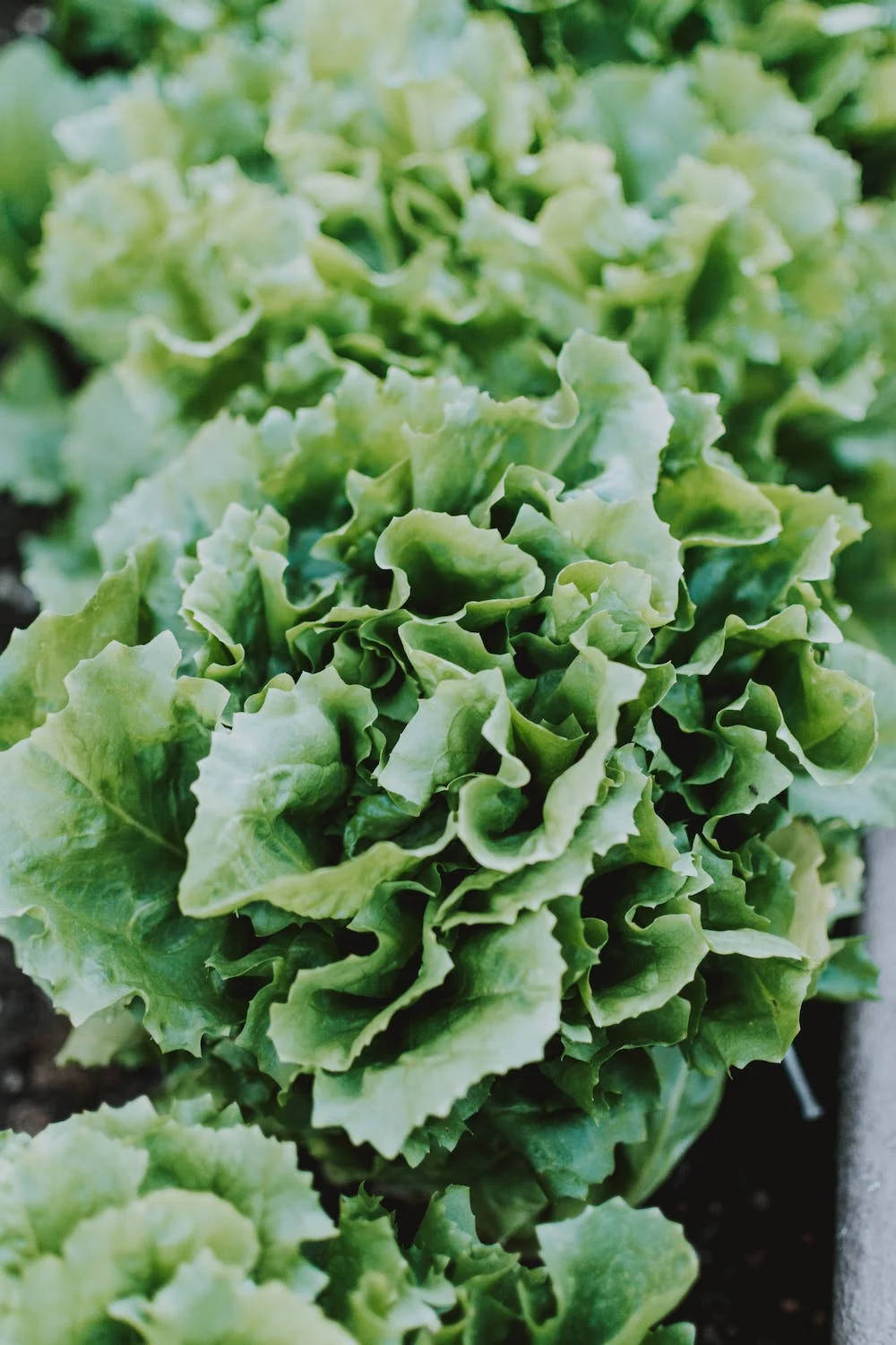 Close Up Lettuce Background