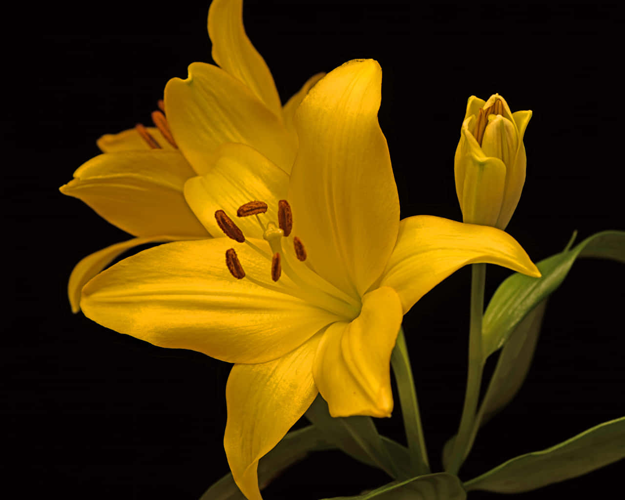 Close-up Lily Flowers Yellow Petals Background