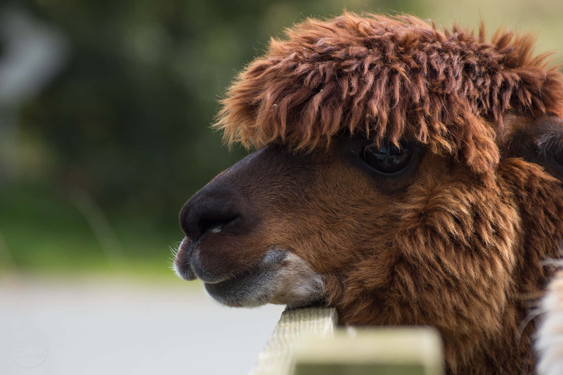 Close Up Llama Portrait Background