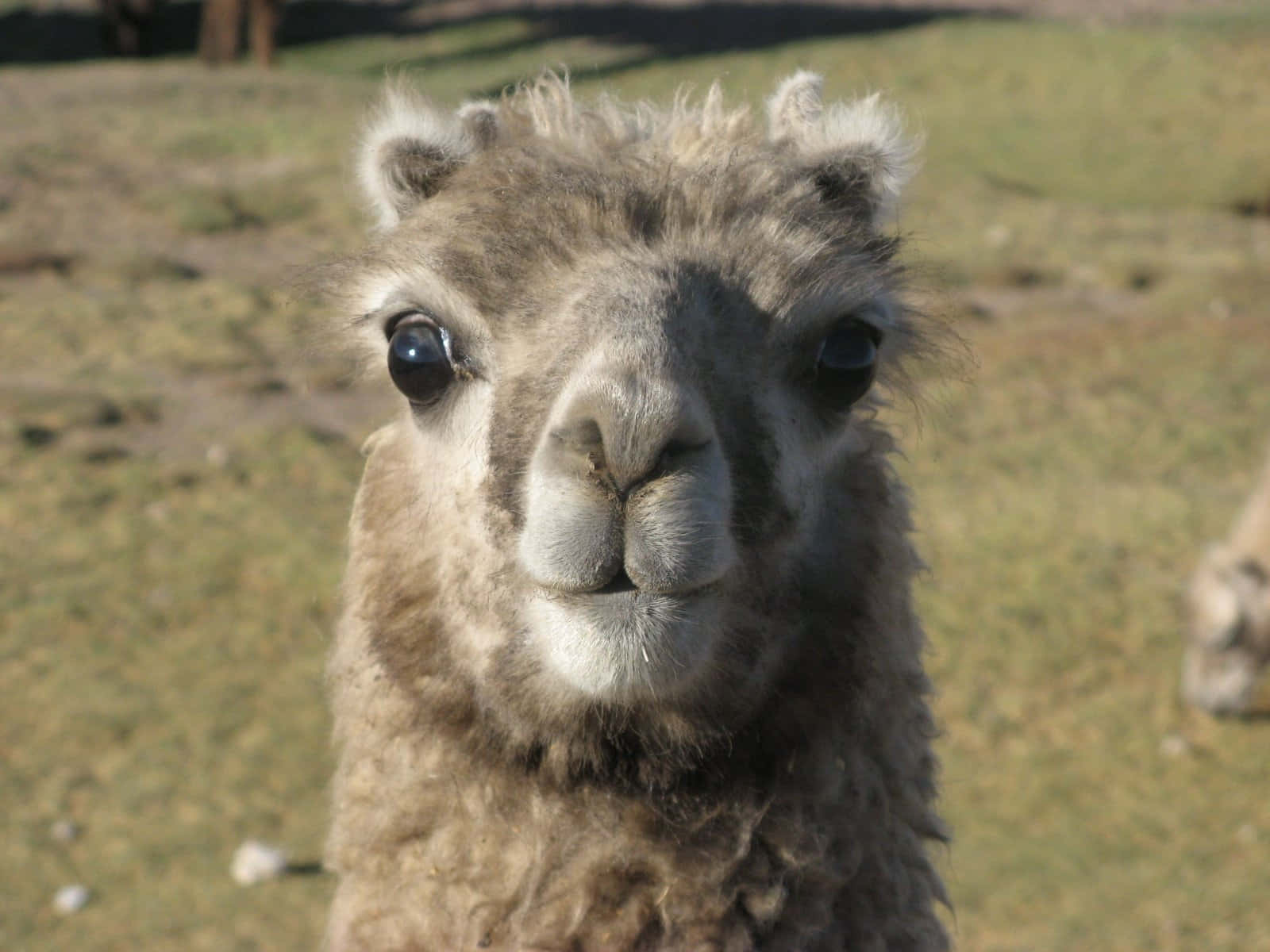 Close Up Llama Portrait.jpg Background