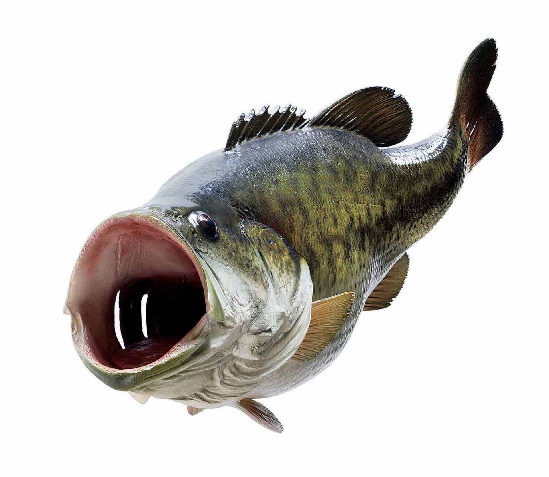 Close-up Look At A Largemouth Bass Background