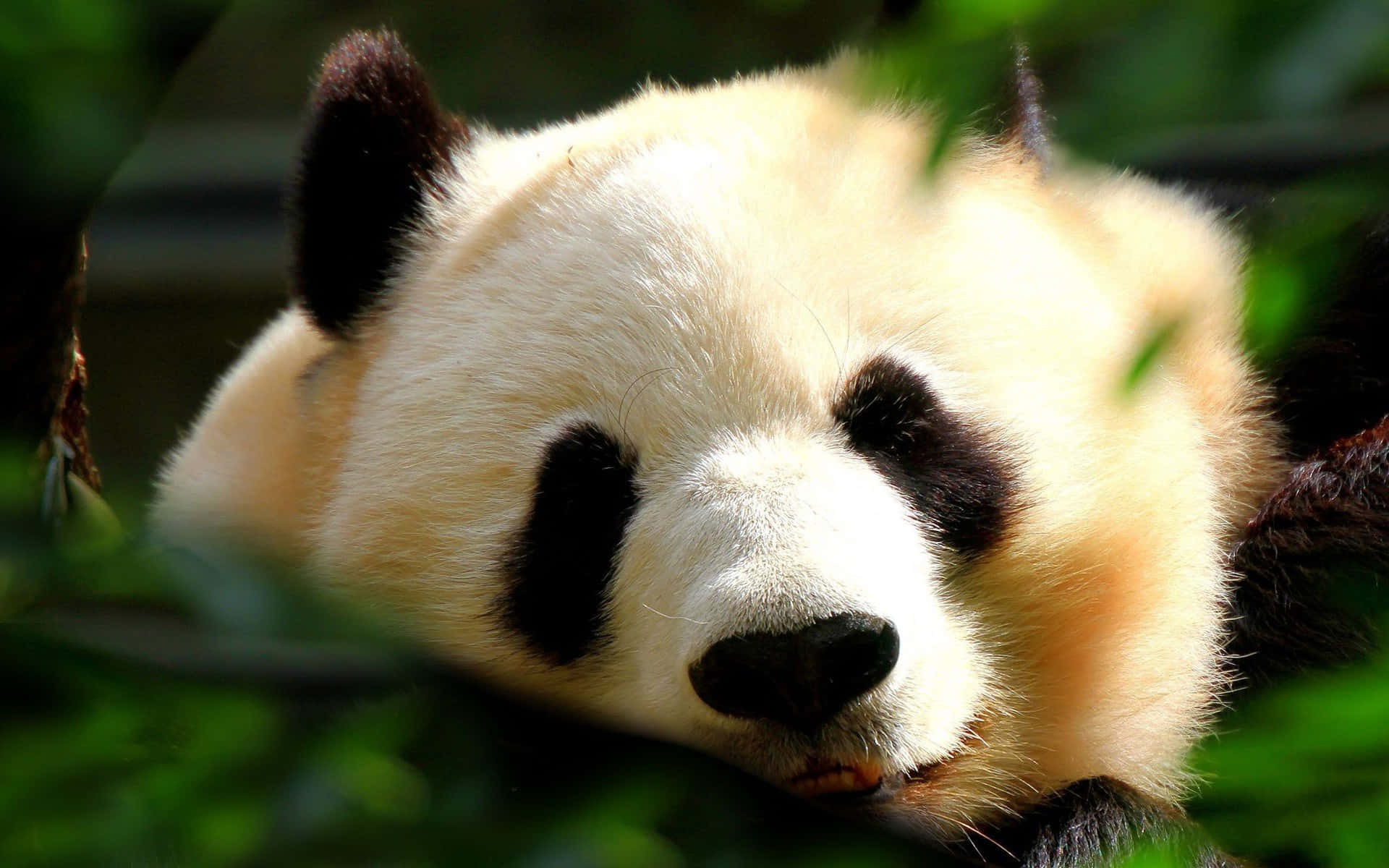 Close-up Look Of A Panda Laptop Background