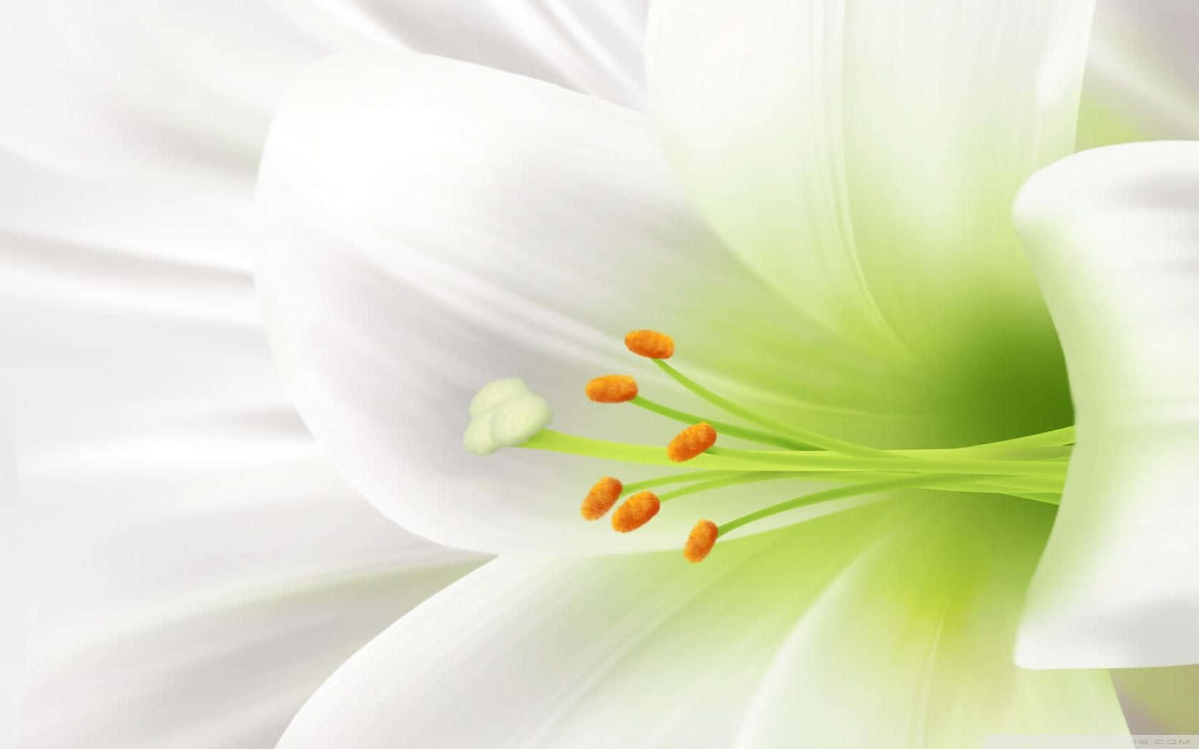 Close-up Look Of Lily Flower Background