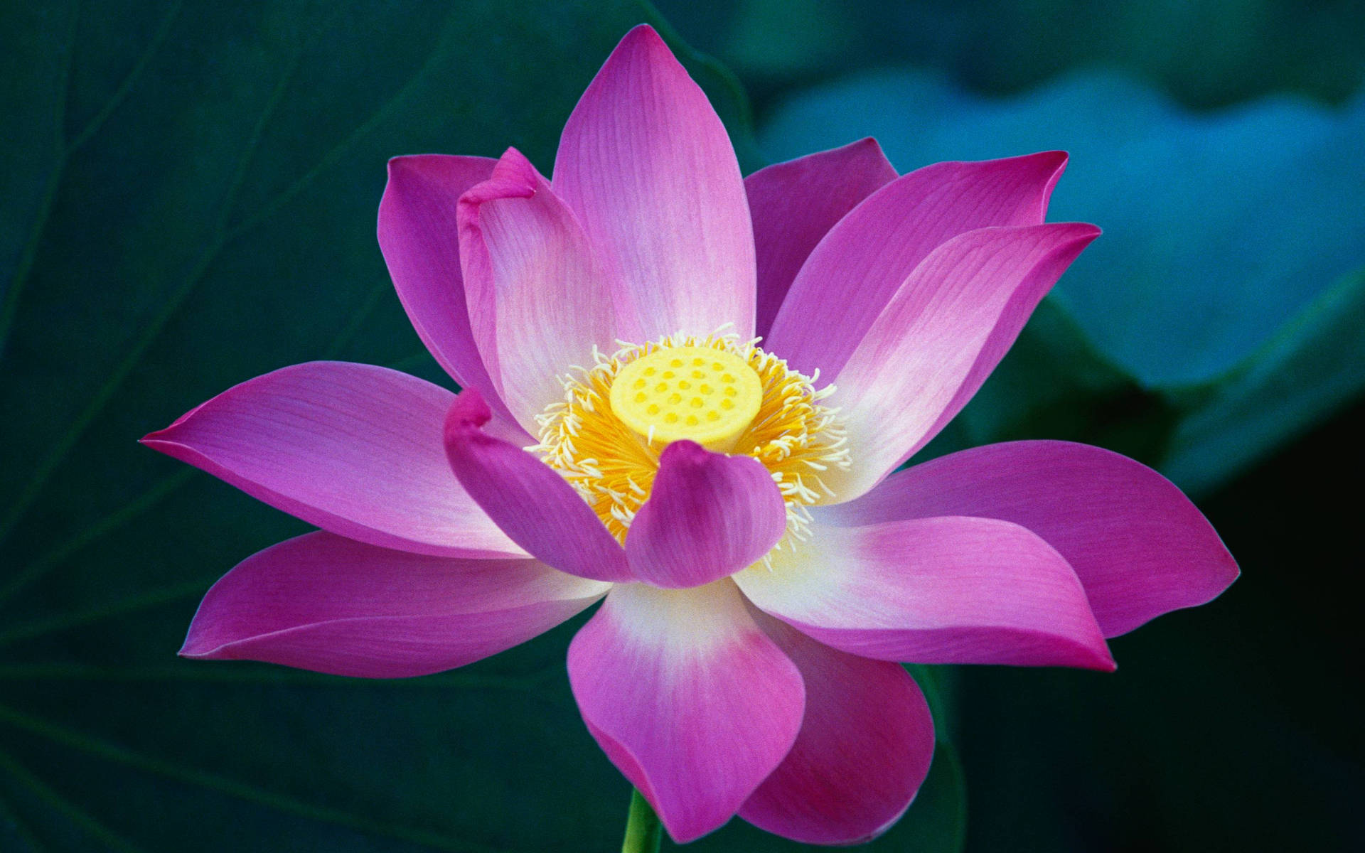 Close-up Look On A Lotus Background