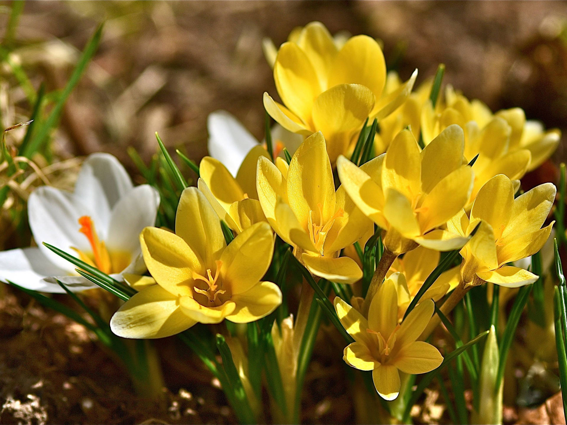 Close-up Look On The Yellow Saffron