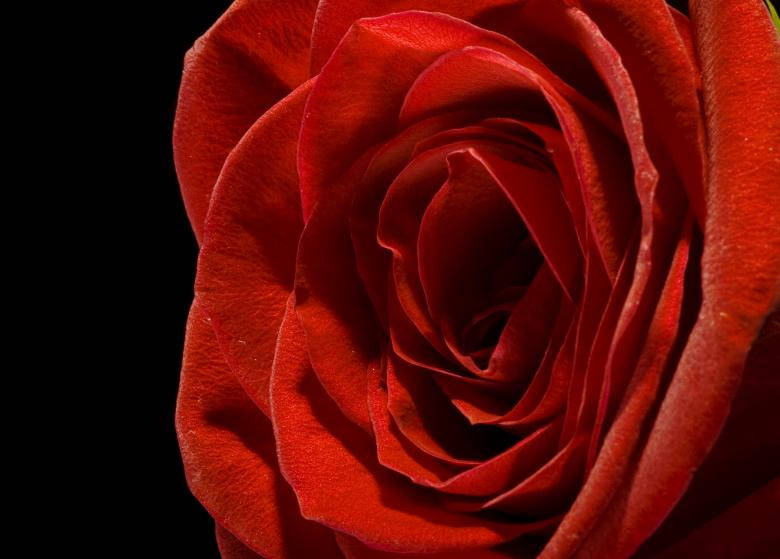 Close-up Macro Black Aesthetic Rose Background