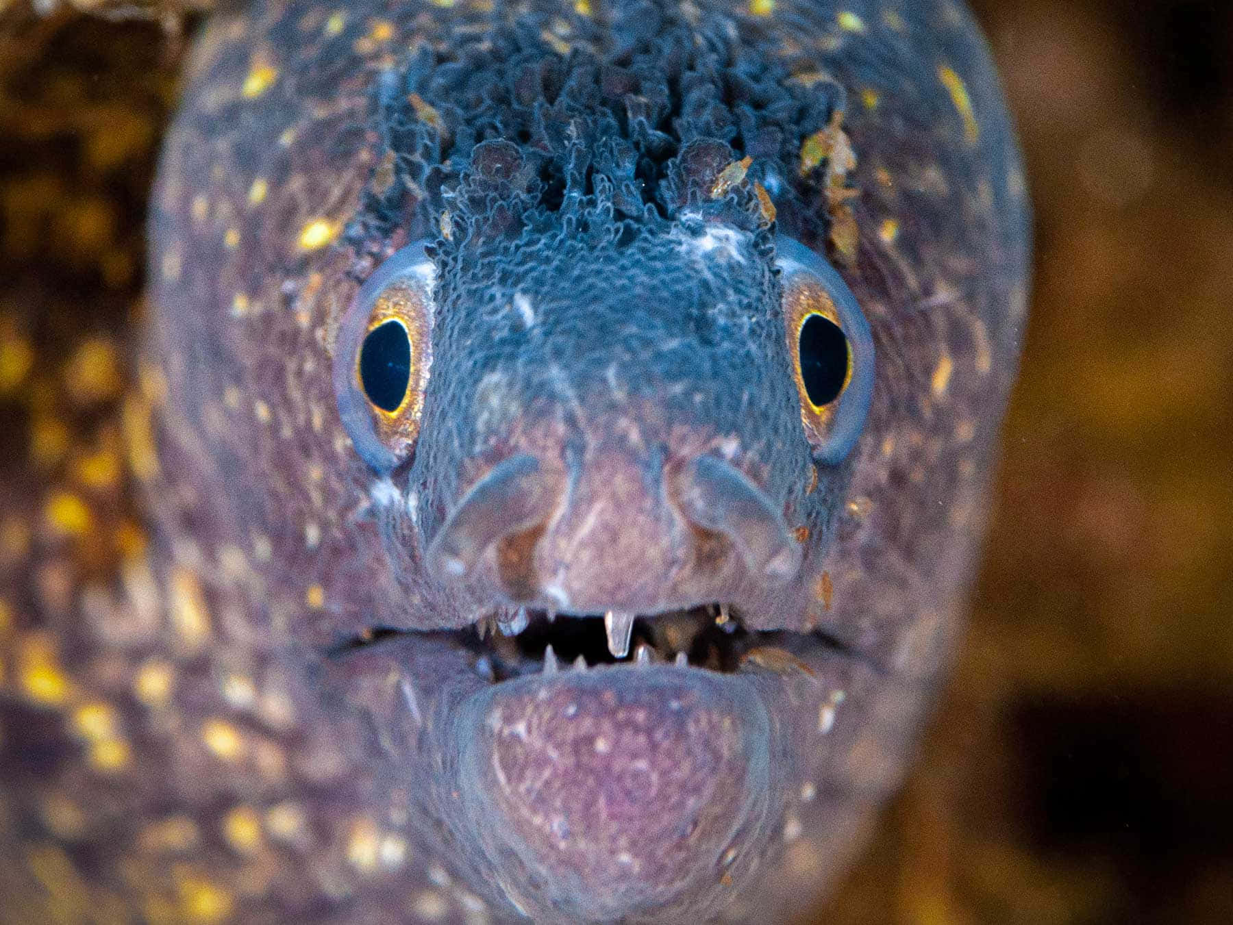 Close Up Moray Eel Face Background