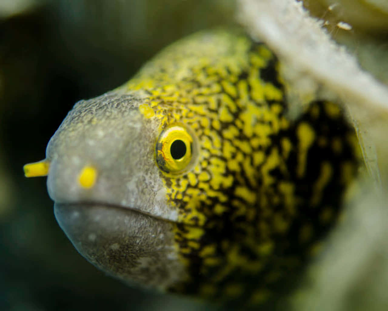 Close Up Moray Eel Peeking Out Background