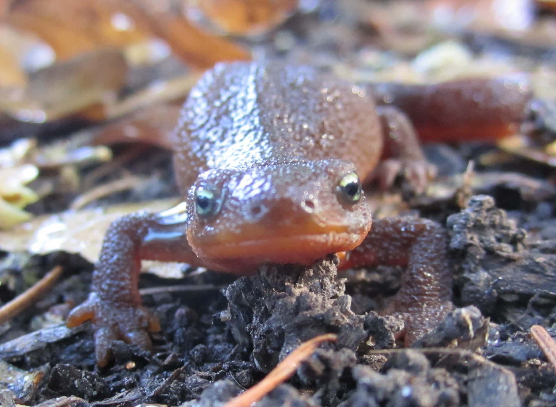 Close Up Newton Forest Floor.jpg Background