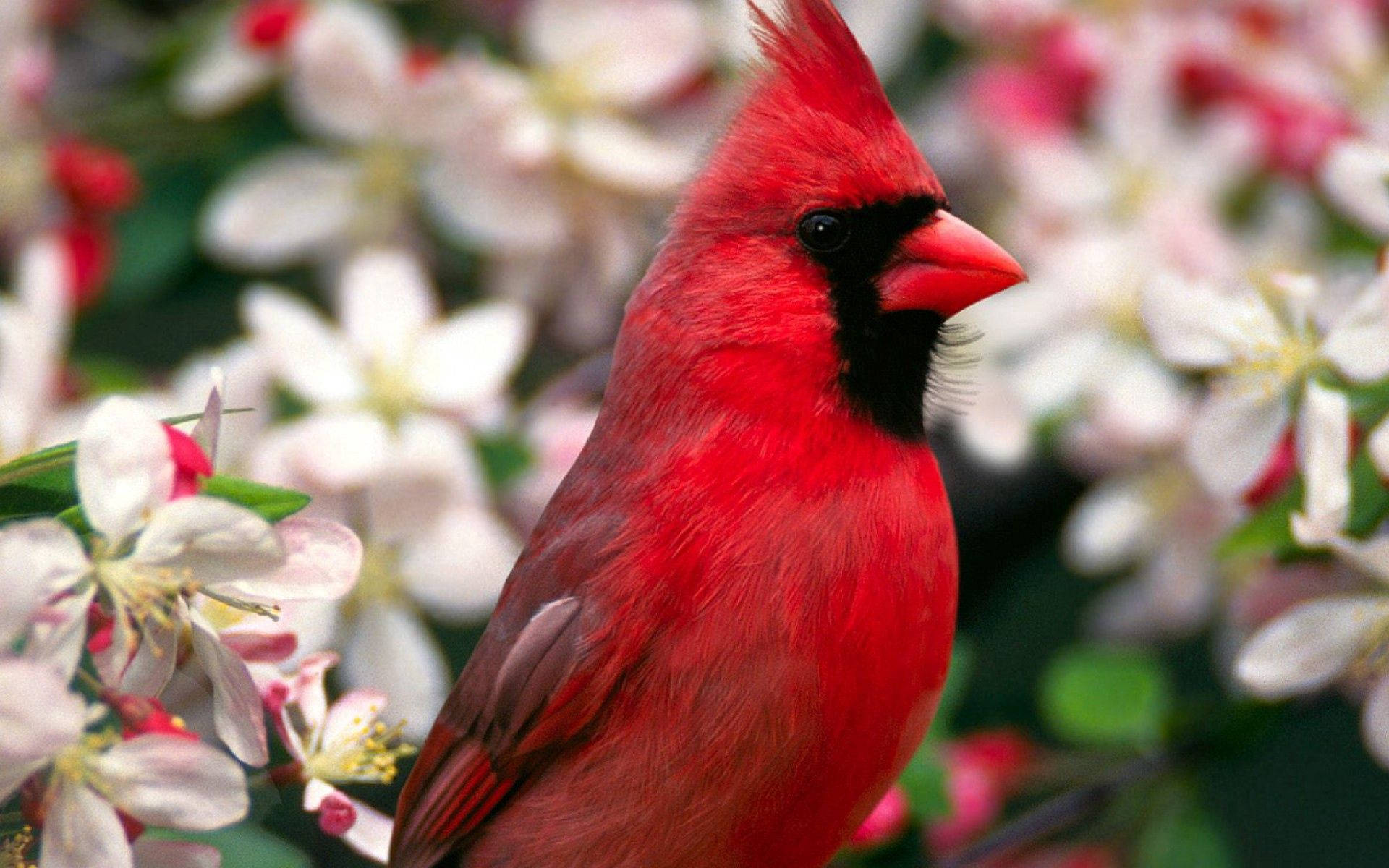 Close-up Northern Cardinal Beautiful Birds Background