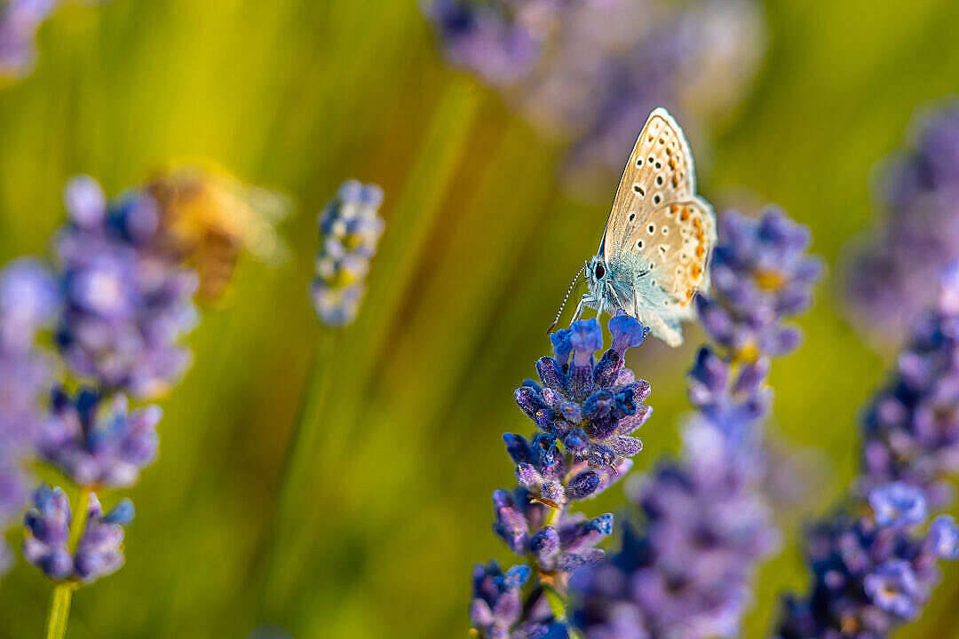 Close Up Of A Aesthetic Butterfly