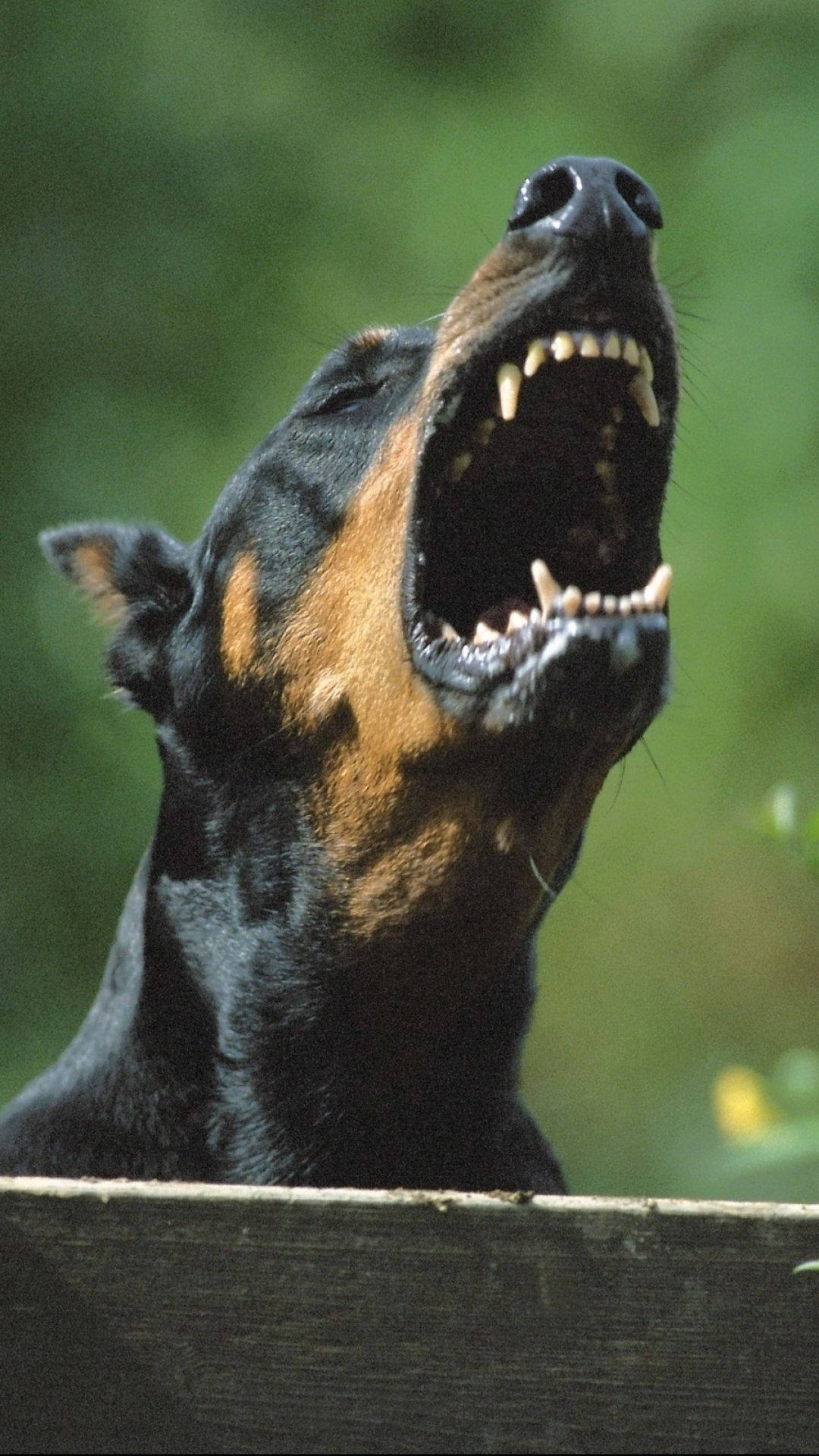 Close-up Of A Barking Doberman Pinscher Background