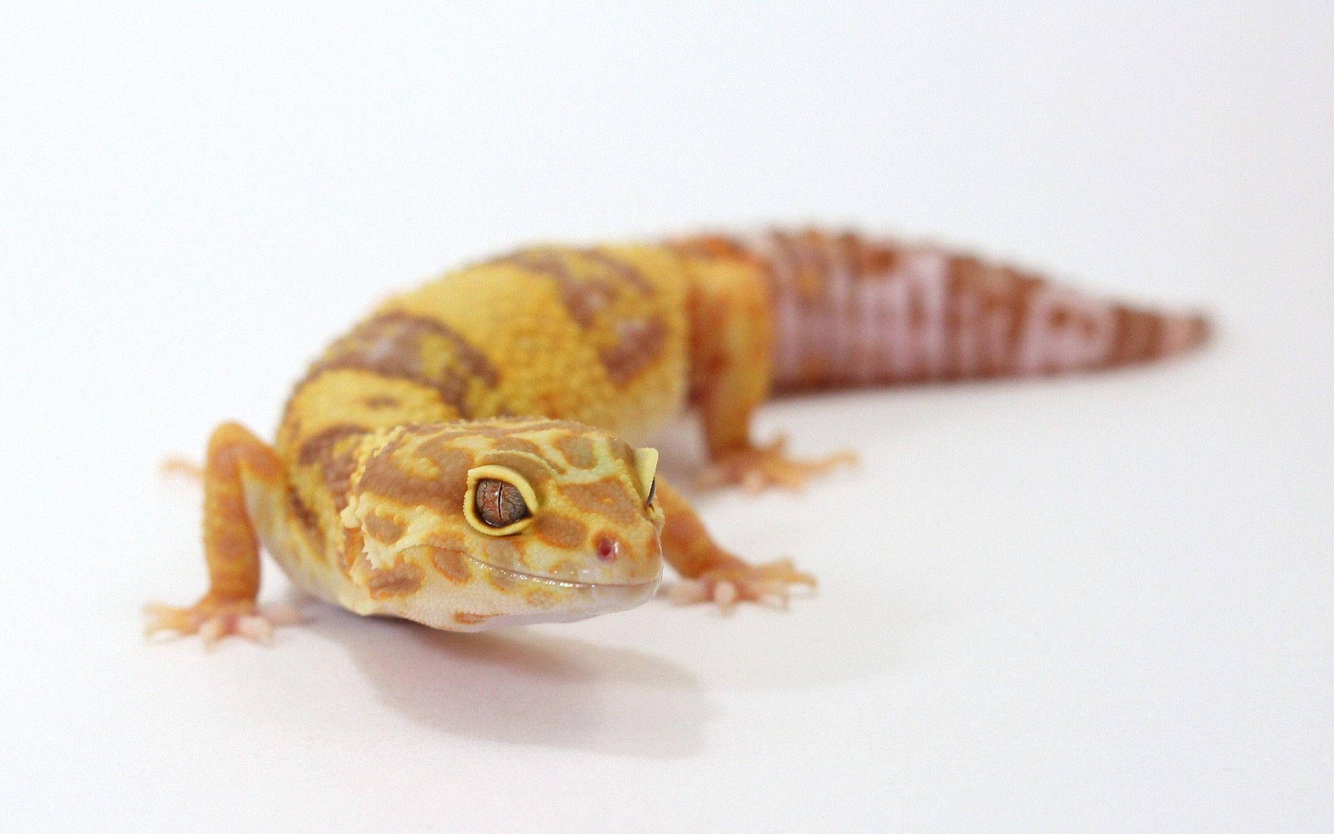 Close-up Of A Beautiful Leopard Gecko Background