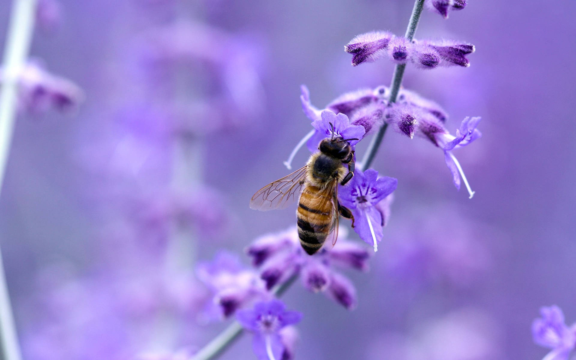 Close Up Of A Bee In A Lavender Field Background