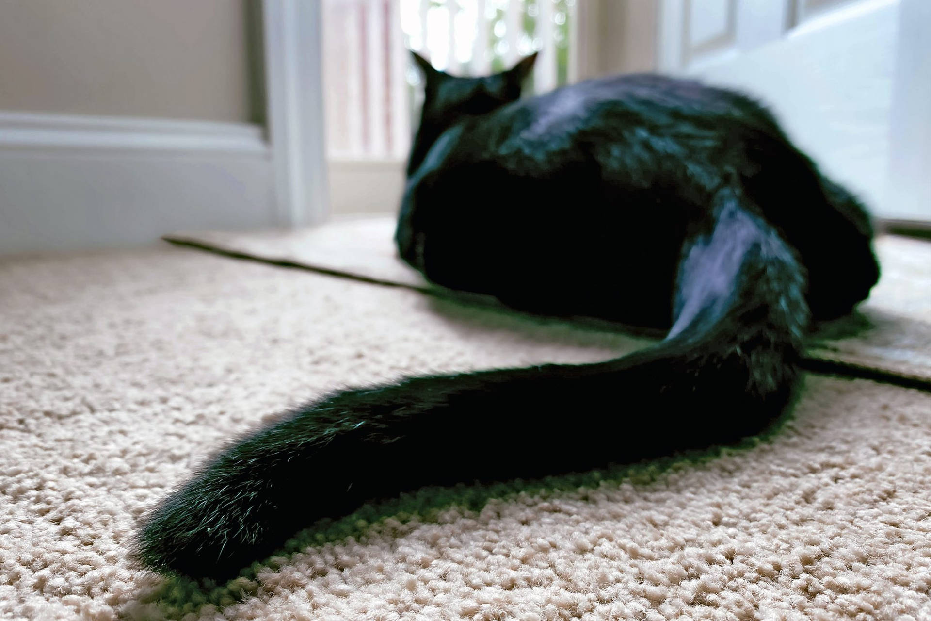 Close-up Of A Black Cat Showing Off Butt Background