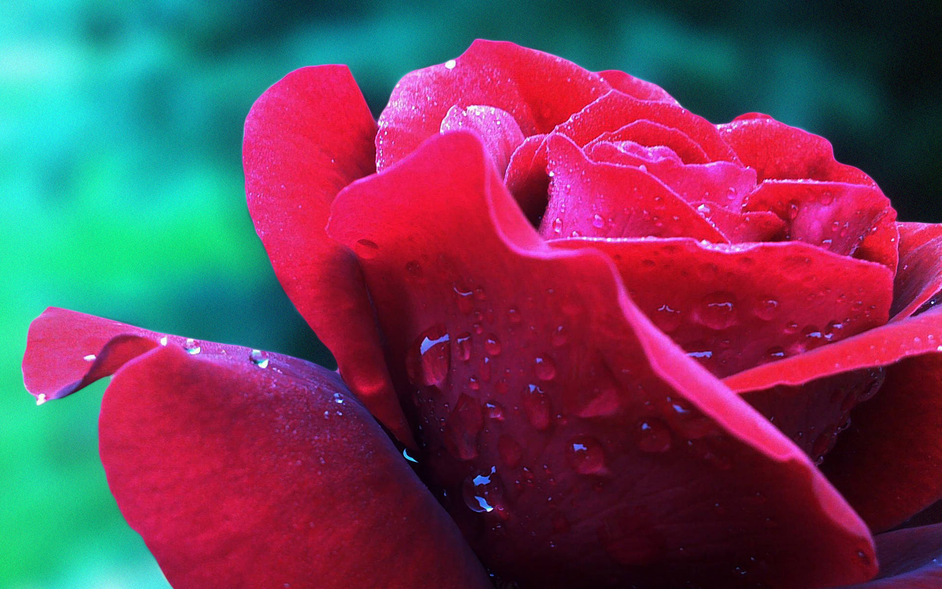 Close-up Of A Dewy Red Rose Background