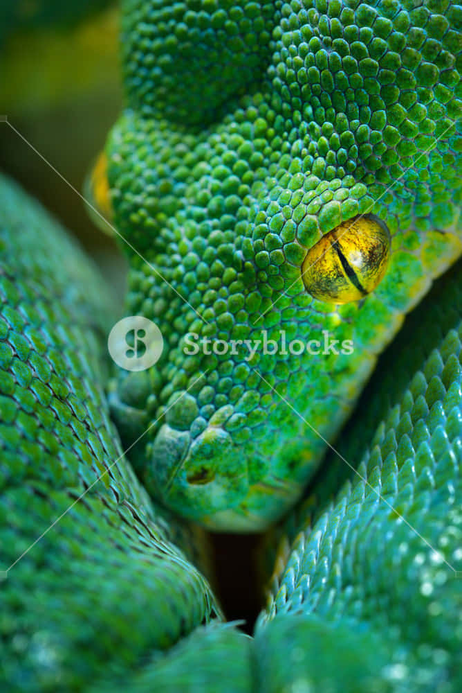 Close Up Of A Green Python Background
