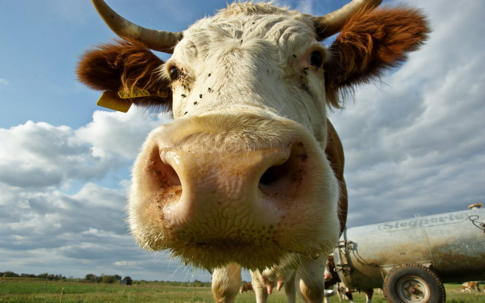 Close Up Of A Hairy Cow Nose