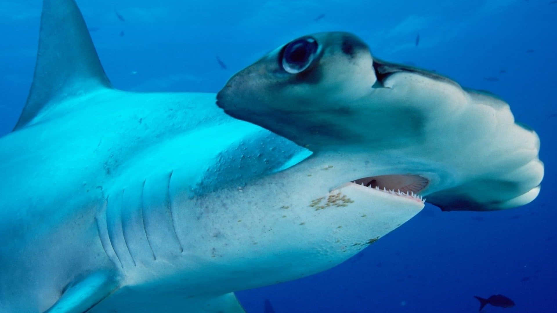 Close-up Of A Hammerhead Shark Background