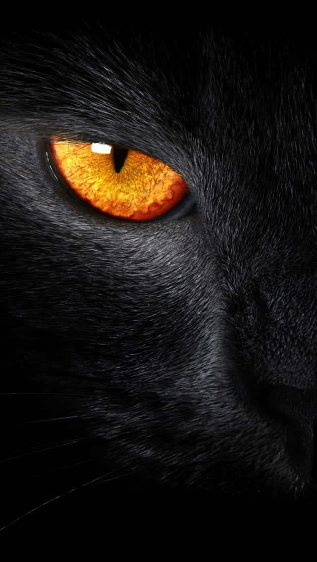 Close Up Of A Majestic Black Panther In Mid-prowl