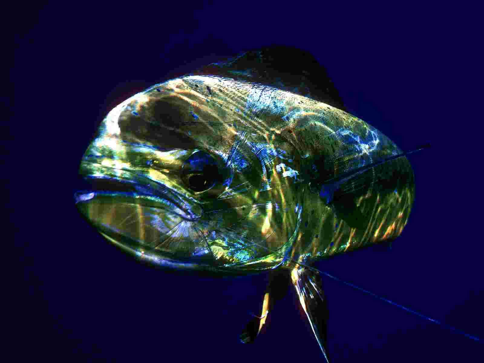 Close-up Of A Majestic Mahi Mahi Fish