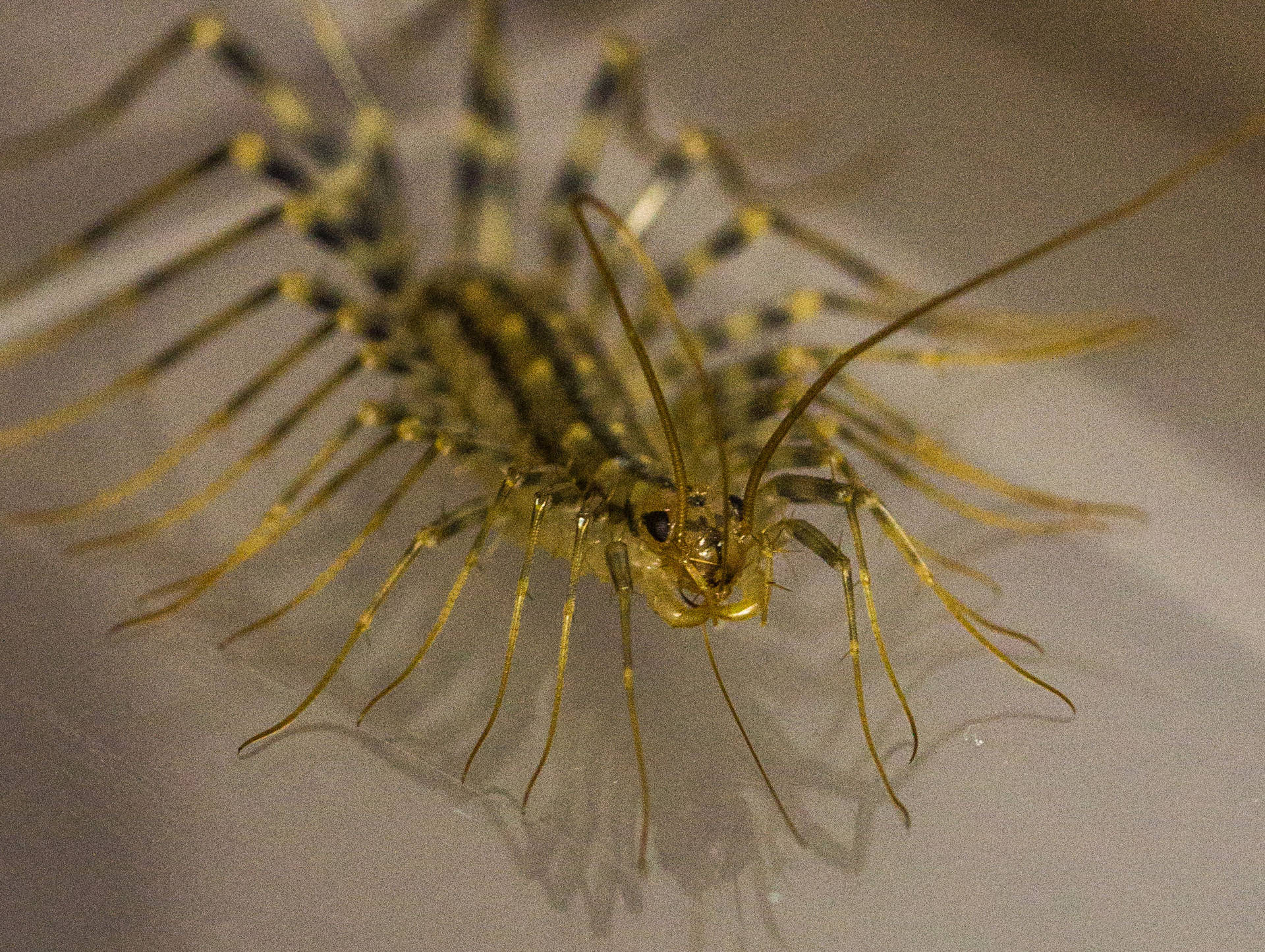 Close-up Of A Millipede On A Leaf