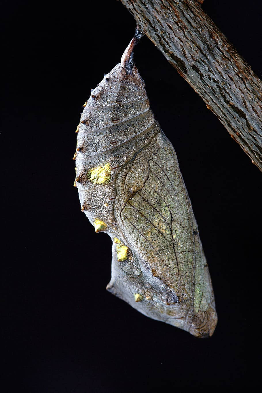 Close-up Of A Pupa In A Silk Cocoon