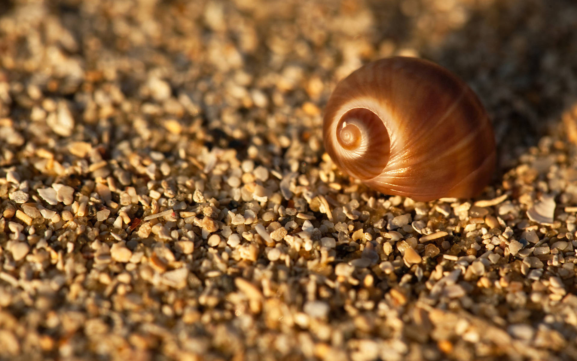 Close-up Of A Snail Navigating Nature Background