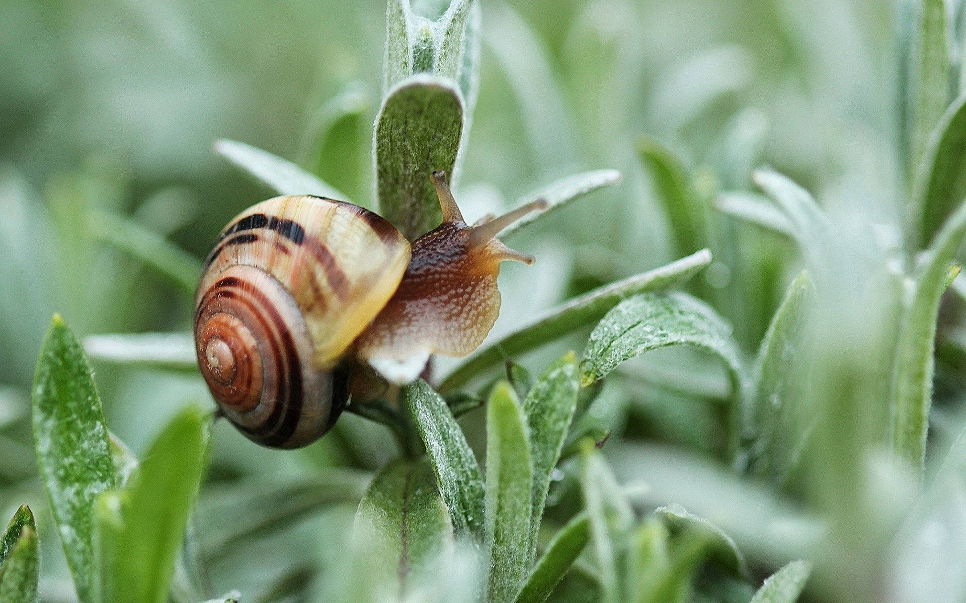Close-up Of A Striking Snail On Green Foliage Background