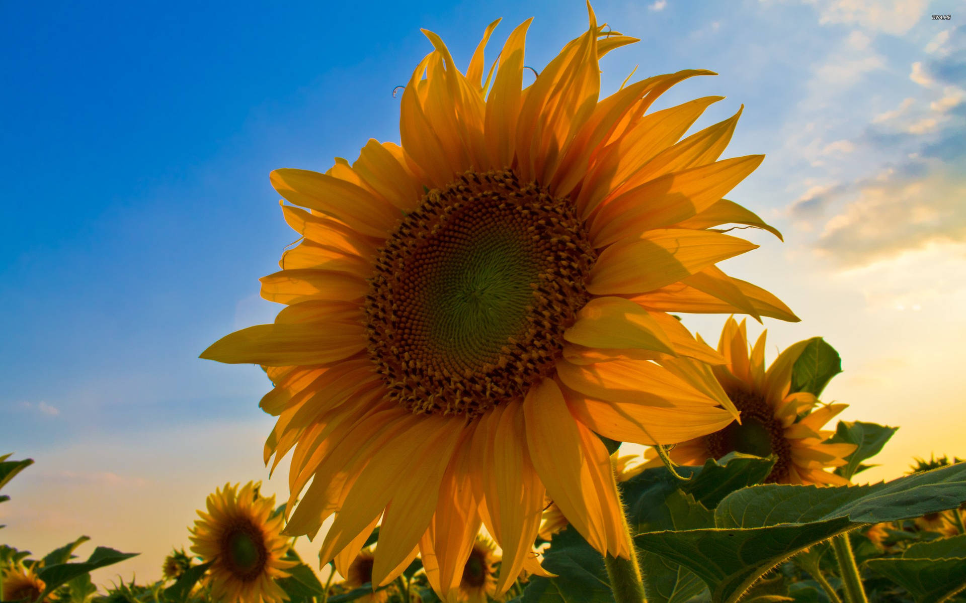 Close Up Of A Sunflower Petal With A Bright Yellow Center