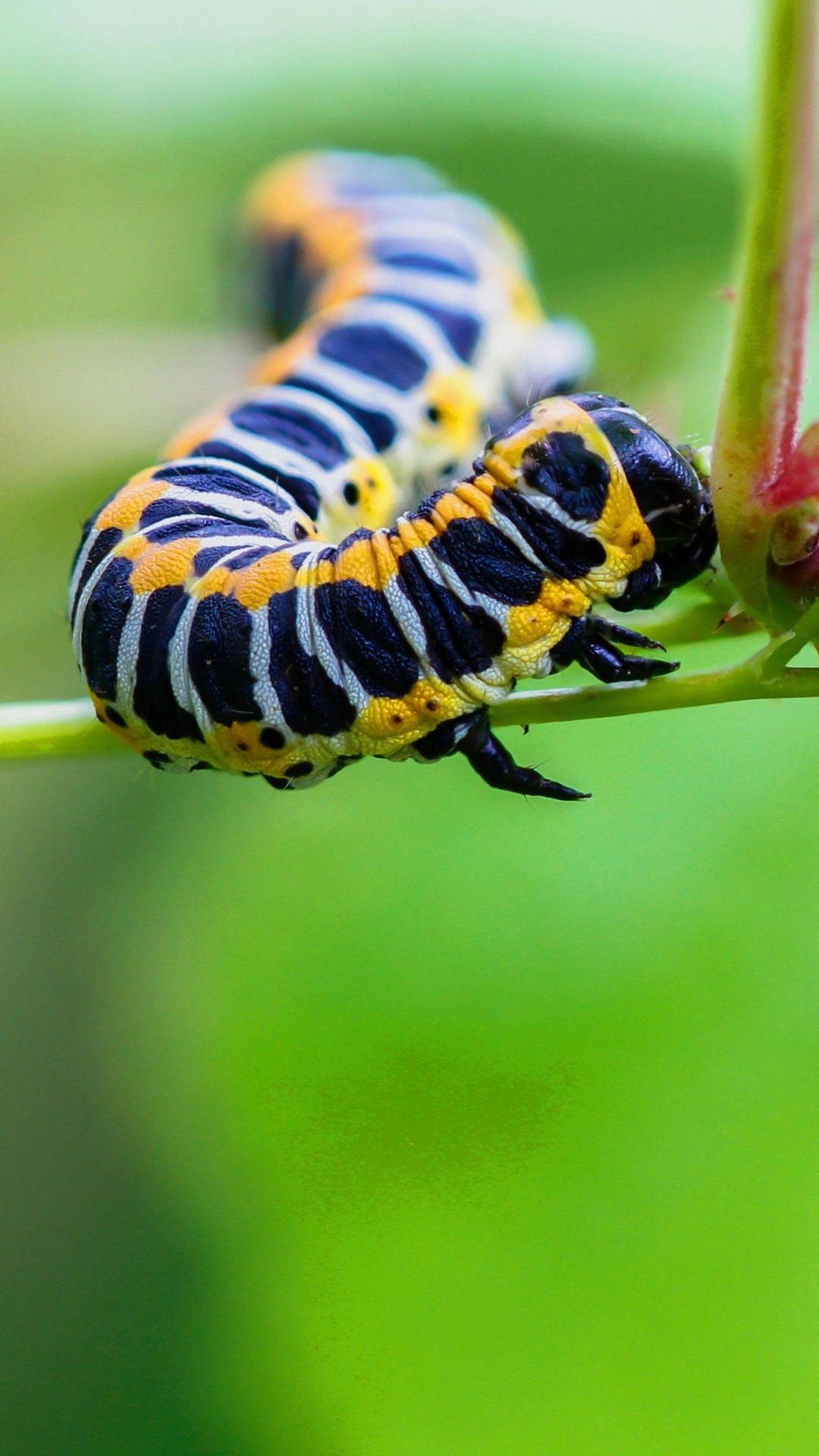 Close-up Of A Vibrant, Detailed Caterpillar With Black Legs